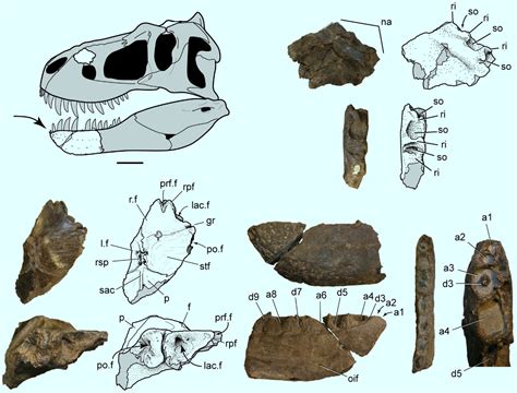 nanuqsaurus fossil